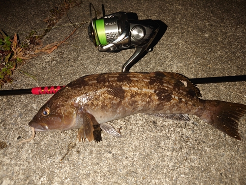 アイナメの釣果