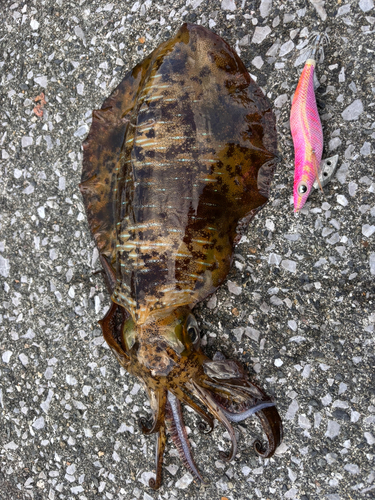 アオリイカの釣果