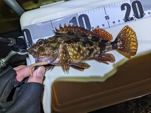 カサゴの釣果