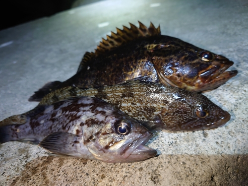 アイナメの釣果