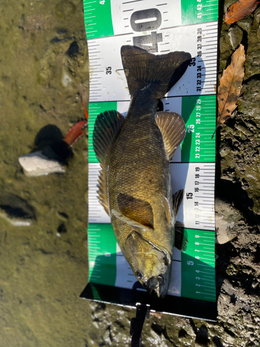 スモールマウスバスの釣果