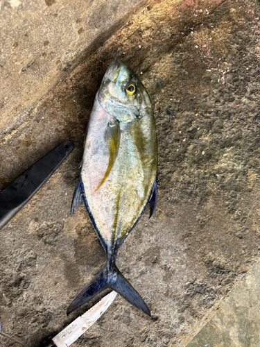 カスミアジの釣果