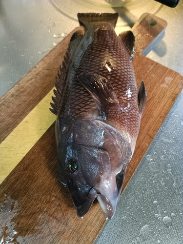 カンダイの釣果