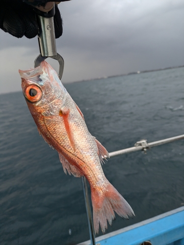 アカムツの釣果