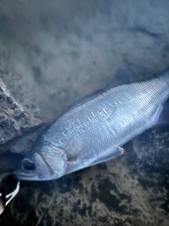 セイゴ（マルスズキ）の釣果