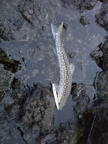 アメマスの釣果