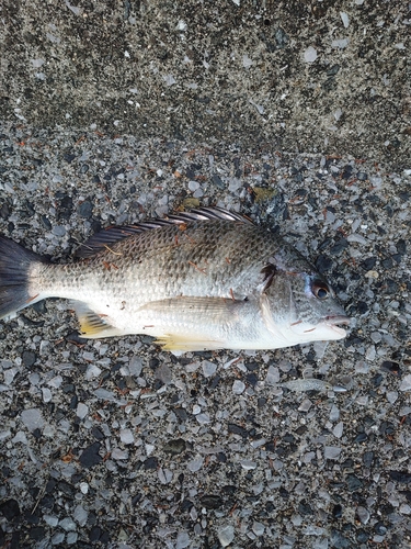 キビレの釣果