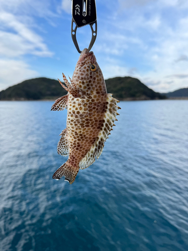 オオモンハタの釣果