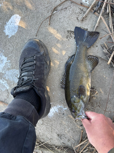 スモールマウスバスの釣果