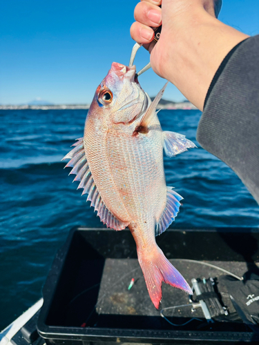 マダイの釣果