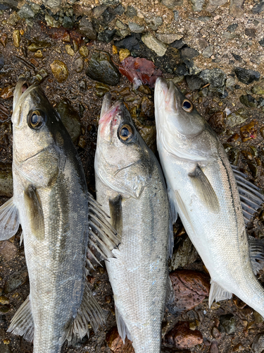 シーバスの釣果