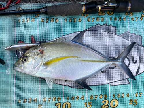 カスミアジの釣果