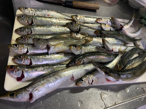 マイワシの釣果