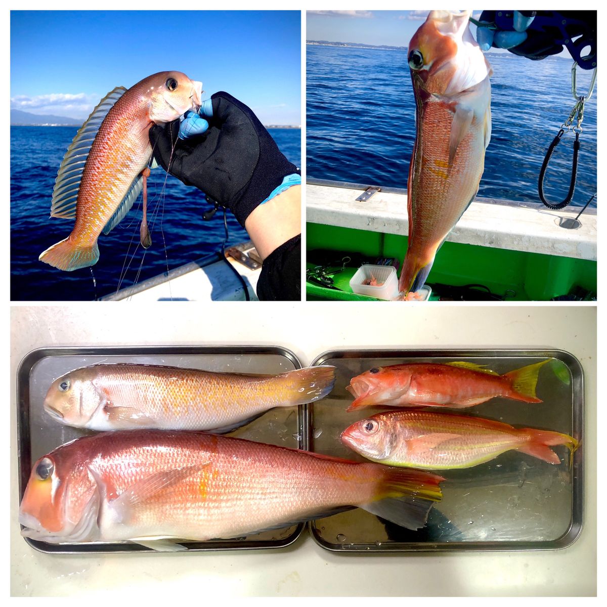 1/144さんの釣果 2枚目の画像