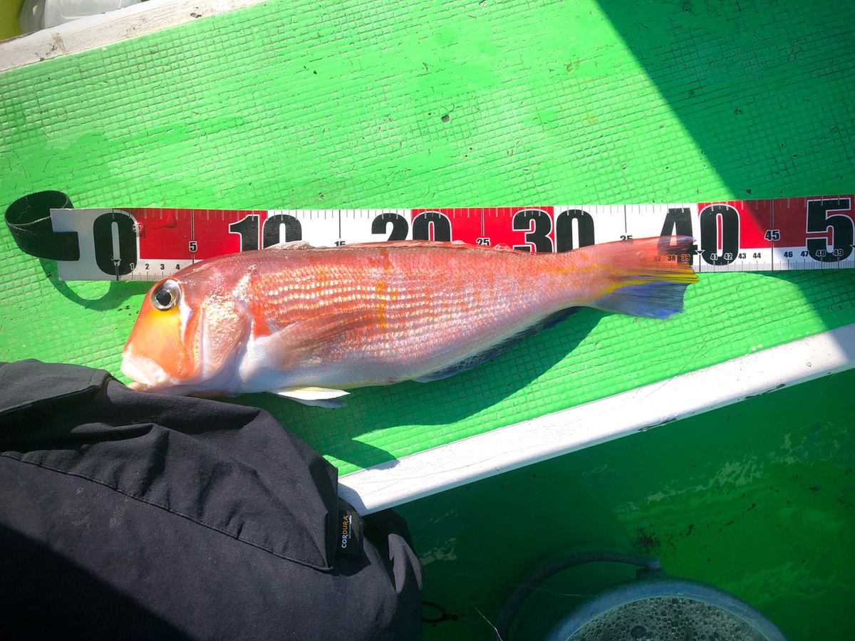 1/144さんの釣果 3枚目の画像