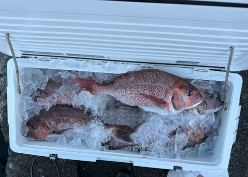 マダイの釣果