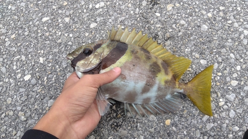 ヒメアイゴの釣果