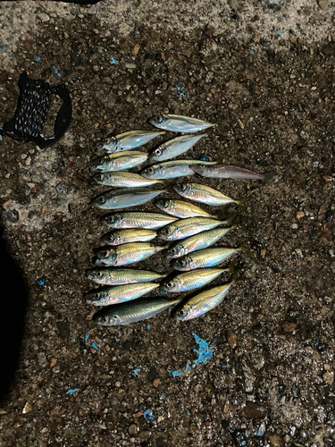 アジの釣果