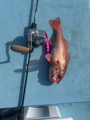 アカムツの釣果