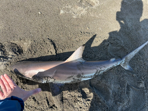 セイゴ（ヒラスズキ）の釣果