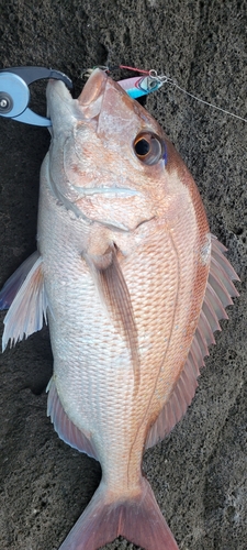 タイの釣果