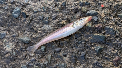 キスの釣果