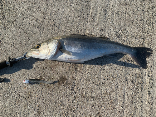 スズキの釣果