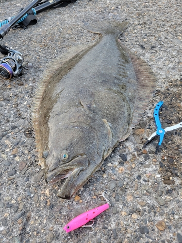 ヒラメの釣果