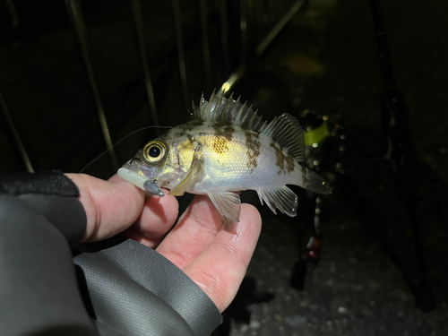 メバルの釣果