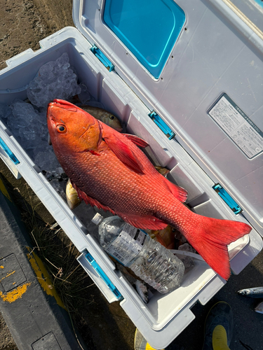 バラフエダイの釣果