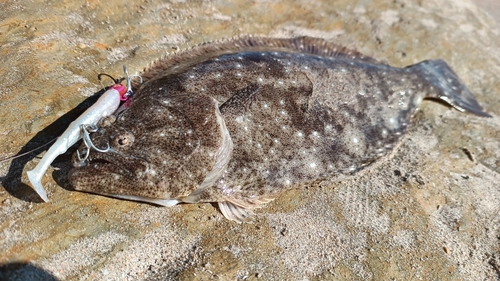 ソゲの釣果