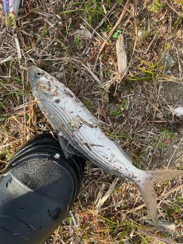 コノシロの釣果