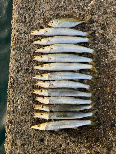 アカカマスの釣果