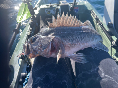 クロソイの釣果