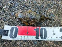 ヒガンフグの釣果