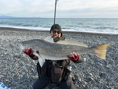 オオニベの釣果