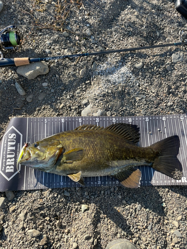 スモールマウスバスの釣果