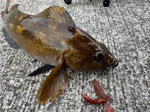 アイナメの釣果