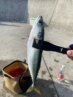 サバの釣果