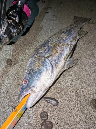 ニベの釣果