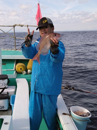 マダイの釣果