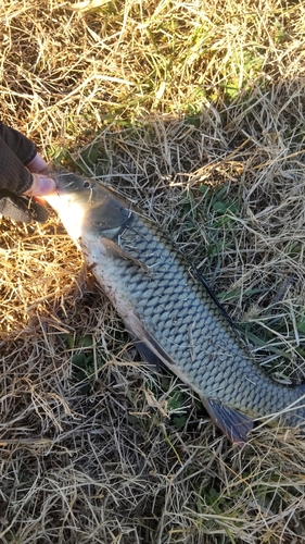 コイの釣果