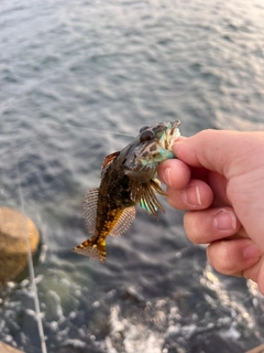 アナハゼの釣果