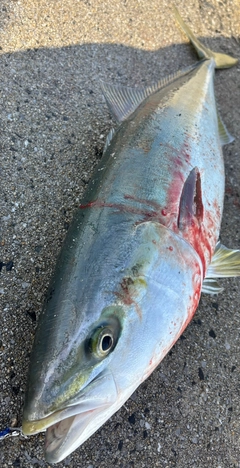 ブリの釣果