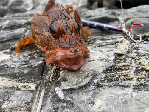 ガシラの釣果