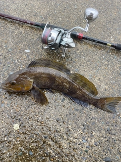 アイナメの釣果