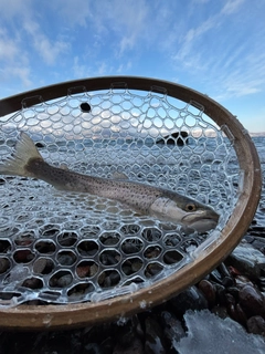 ブラウントラウトの釣果