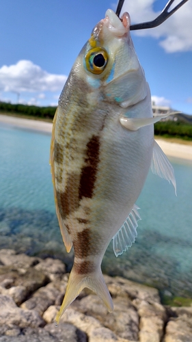 ジューマー(ヒトスジタマガシラ)の釣果