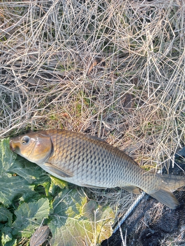 コイの釣果