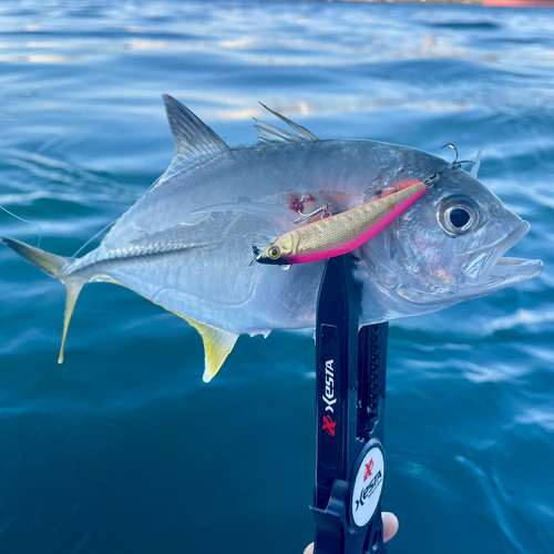 オニヒラアジの釣果